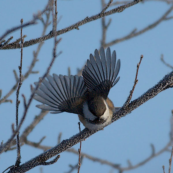 Lapintiainen, Grey-headed Chickadee, Poecile cinctus